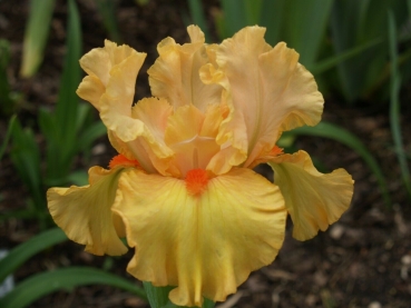 Orange Blossom Junction