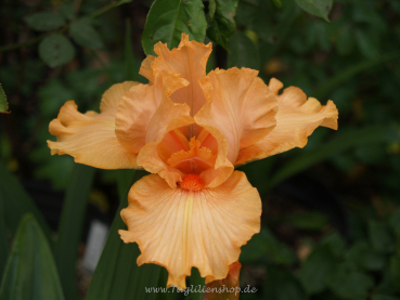 Orange Fluorescense