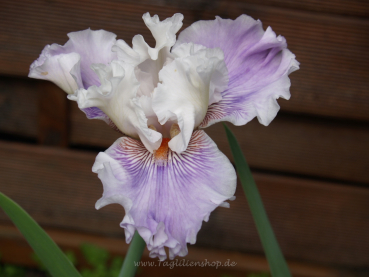 Organza