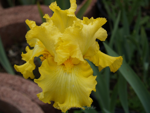 Pot D'Or
