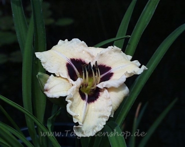 Siloam Ury Winniford