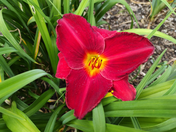 Daylily Sound of Cannons