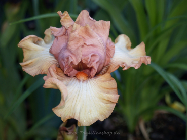 Venus Blush