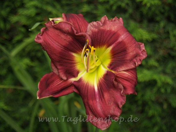 Daylily Wesley Lee Kirby