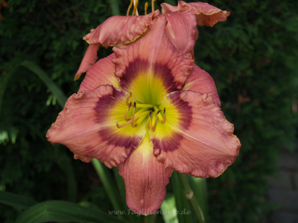 Daylily Bold Secret