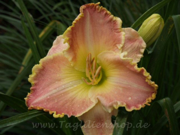 Daylily Bubble Toes