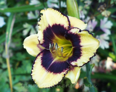 Taglilie Calico Jack