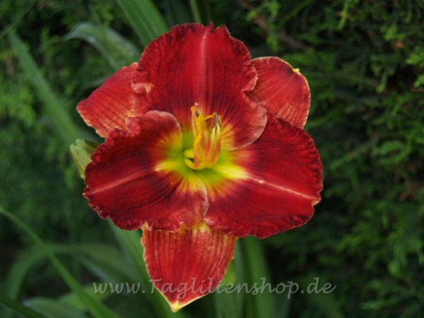 Daylily Carolina Dynamite