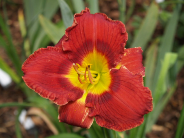 Daylily Carolina Red Bug