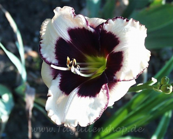 Daylily Celebration of Angels