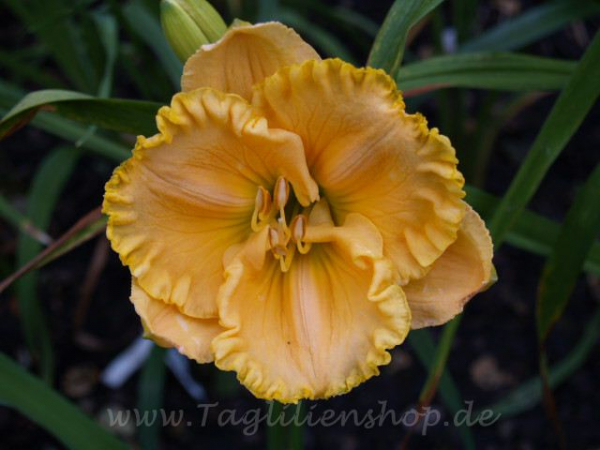 Daylily Chasing Windmills