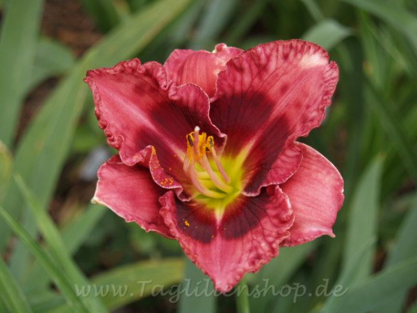 Daylily Cherry Burst