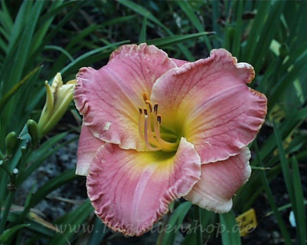 Daylily Classic Romance