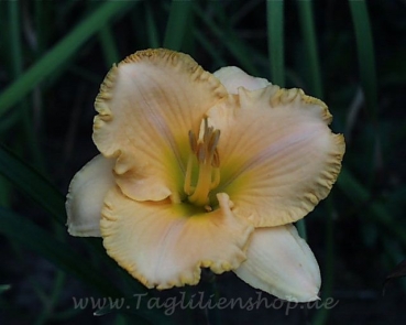 Daylily Collier