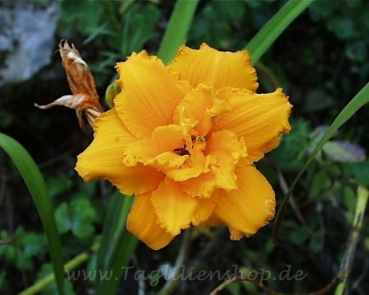 Daylily Condilla