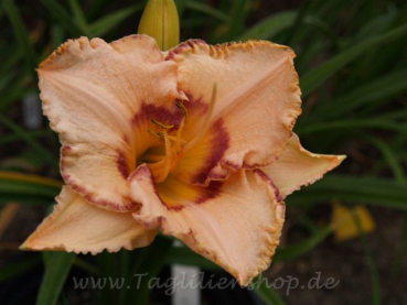 Daylily Cotillion Maiden