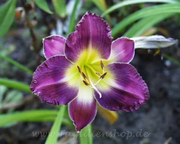 Daylily Cousin Jean