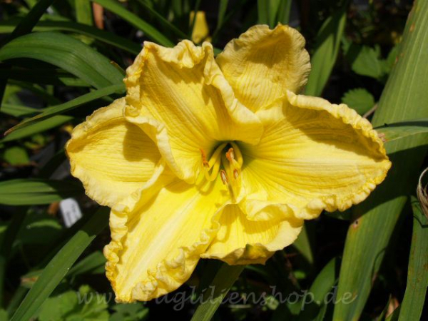 Daylily Cow Slip