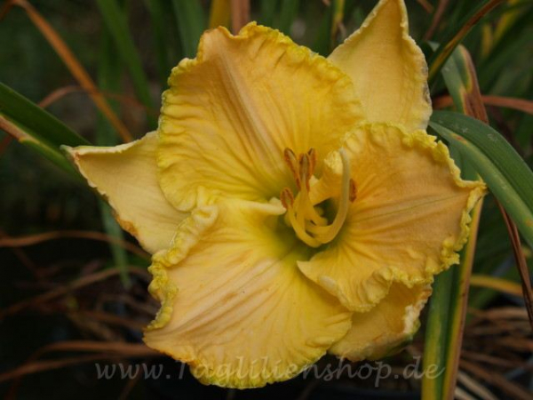 Daylily Crazy Larry
