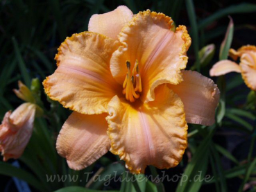 Daylily Crown of Creation