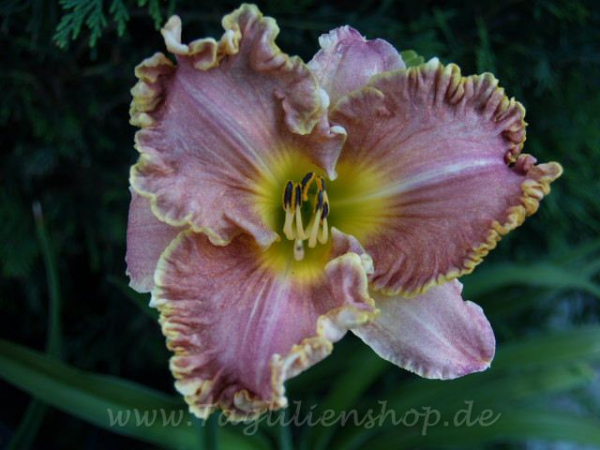 Daylily Darla Anita