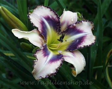 Daylily Destined to See