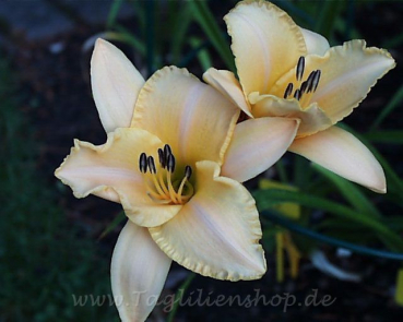 Taglilie Dolce Pesca