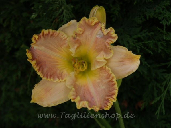 Daylily Dollop of Cream