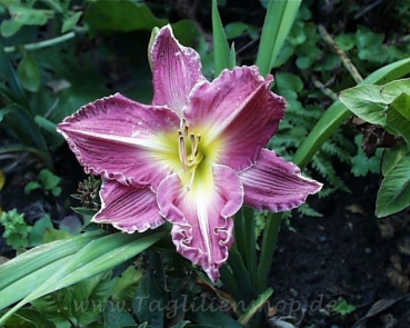 Daylily Douglas Clark