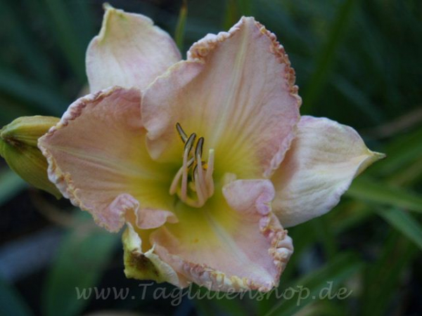 Daylily Dramatic Look