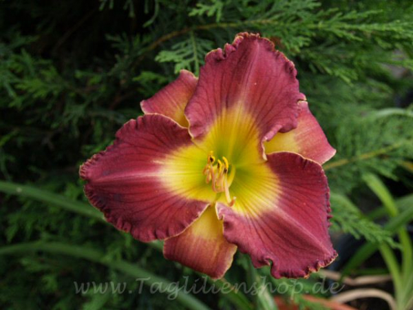 Daylily Dream Shadows