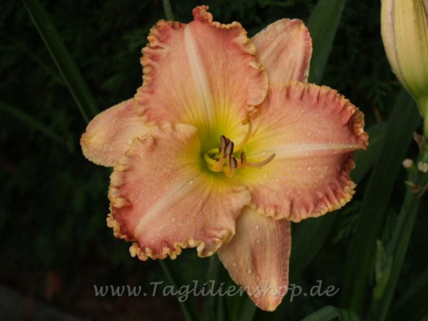 Daylily Duck Duck Flamingo