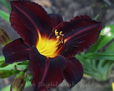 Daylily Ed Murray