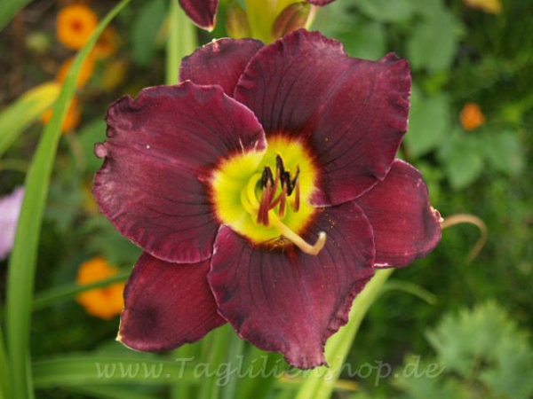 Daylily El Diablo