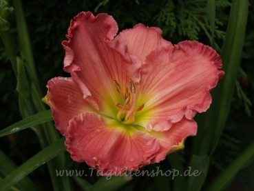 Daylily Elegant Pink Beauty