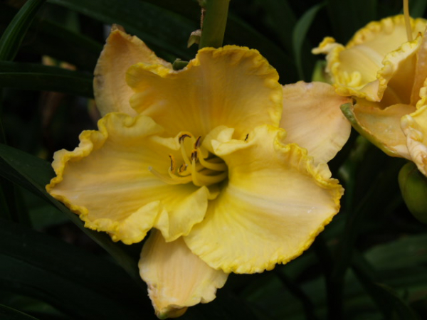 Daylily Elusive Dream