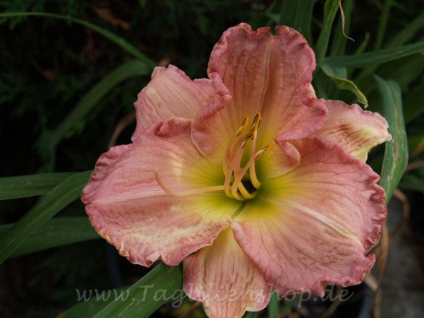 Daylily End of the Day