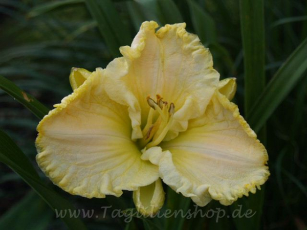 Daylily Endowed With Charm