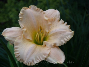 Taglilie English Cameo