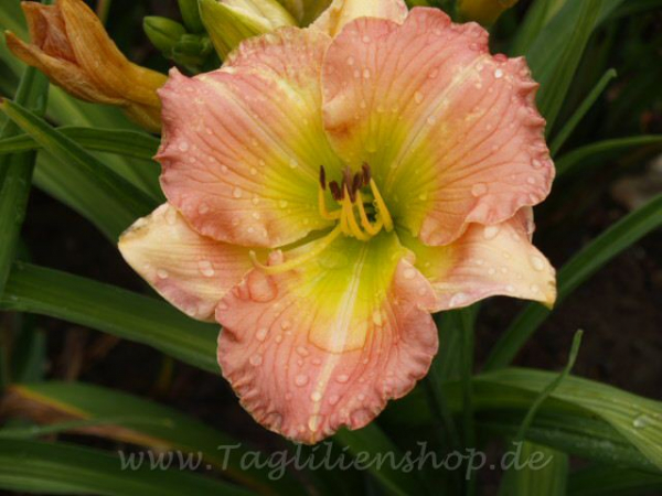 Daylily Erin Pink