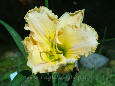 Daylily Ete Torride