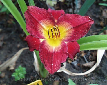 Daylily Eternity's Breath