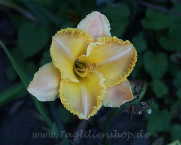 Daylily Ever Delightful