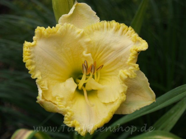 Daylily Florida's Garden Light