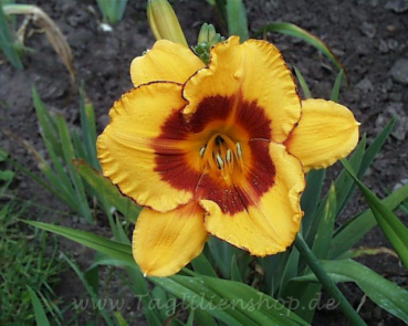 Daylily Fooled Me