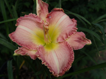 Daylily Forbidden Kiss