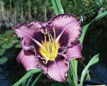 Daylily Forgotten Dreams