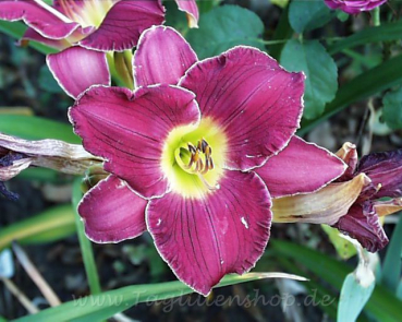 Daylily Frank Teele