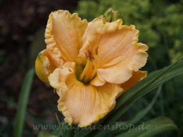 Taglilie Frill Of It All