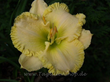 Daylily Front Porch Swing